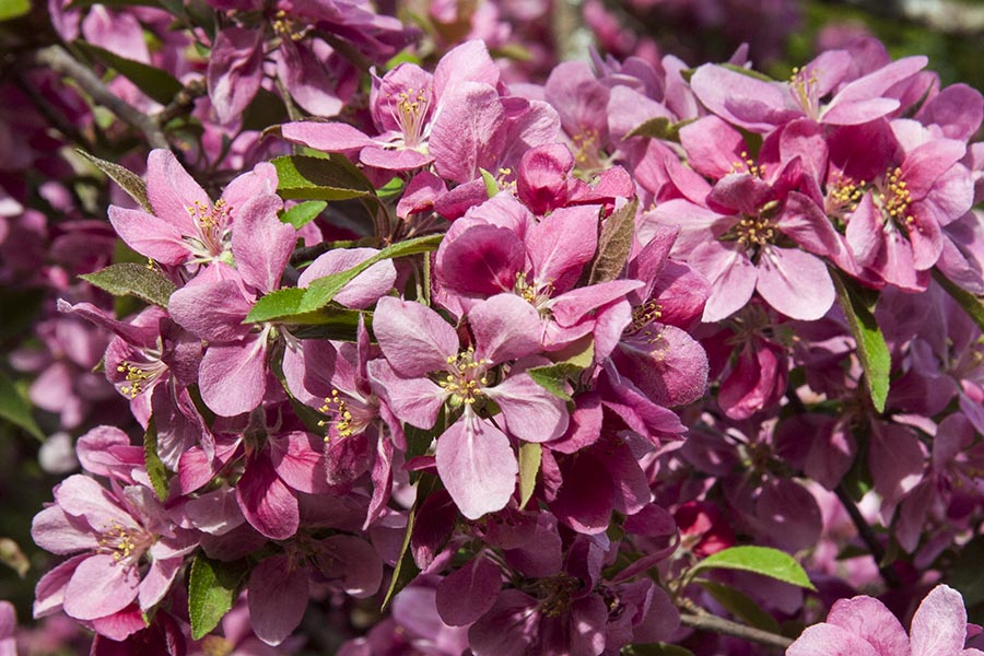 Pink Crabapple Blossoms